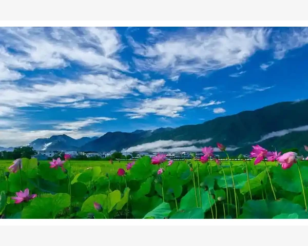 MT4手机版技术指标添加全流程_清除网格后的视觉体验