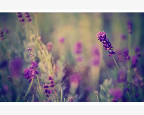 MT4交易记录打印纸质报表操作全流程_开仓执行与仓位管理策略