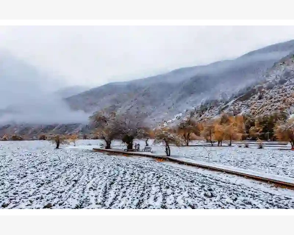 MT4交易订单排序混乱一键重置技巧_中长线交易者如何利用“直至取消”